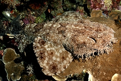 Raja Ampat 2016 - Eucrossorhinus Daypogon - Tasselled Wobbegon - Requin Tapis barbus - IMG_5316_rc